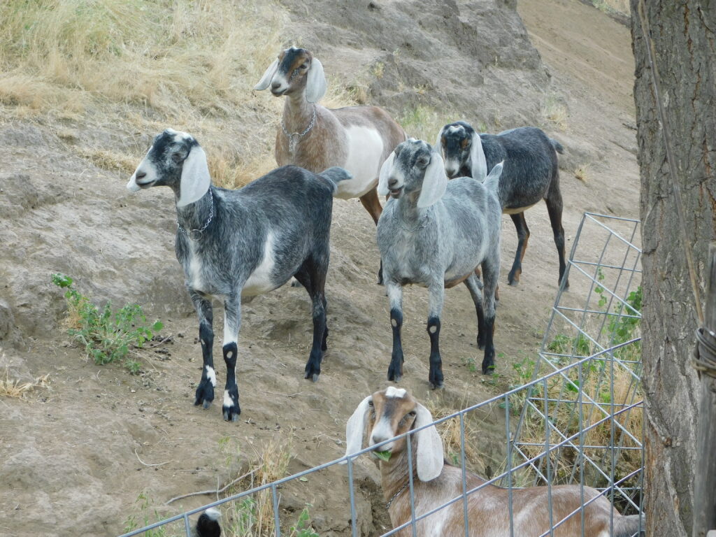 Selection of Alaric's yearling daughters