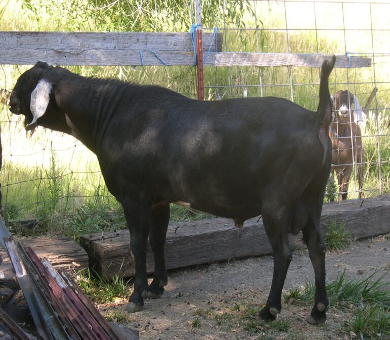 +*B Wingwood Farm Lovin Amador - Imnaha NubiansImnaha Nubians